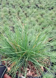 Festuca Glauca 2 Ltr Pot